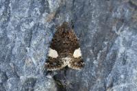 Tyta luctuosa