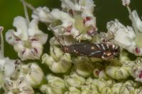 Glyphipterix simpliciella