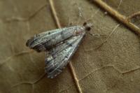 Diplopseustis perieresalis
