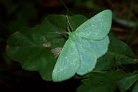 Thetidia smaragdaria
