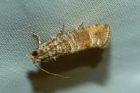 Clavigesta sylvestrana
