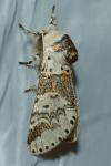 Furcula furcula