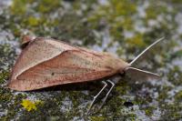 Compsoptera opacaria