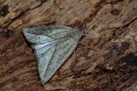 Compsoptera opacaria