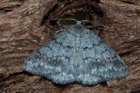 Pseudoterpna coronillaria