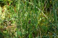 Tyria jacobaeae