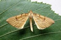Gandaritis pyraliata