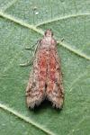 Ephestia elutella/woodiella