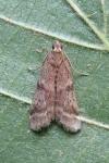 Ephestia elutella/woodiella