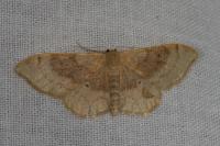 Idaea degeneraria