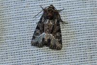 Oligia strigilis