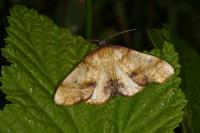 Plagodis dolabraria