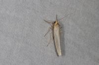 Eilema caniola