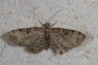 Pasiphila chloerata