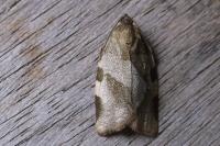 Choristoneura hebenstreitella