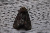Oligia latruncula