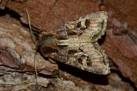 Trigonophora jodea