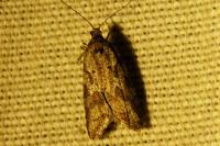 Cnephasia