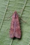 Nomophila noctuella