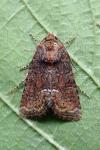 Oligia