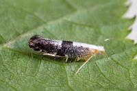 Argyresthia spinosella