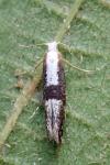 Argyresthia spinosella
