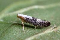 Argyresthia spinosella