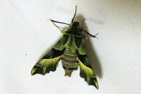 Proserpinus proserpina