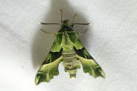 Proserpinus proserpina