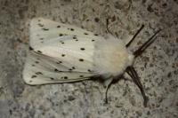 Spilosoma lubricipeda