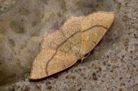 Cyclophora ruficiliaria