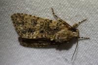 Acronicta rumicis