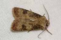 Agrotis puta