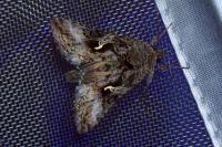 Autographa gamma