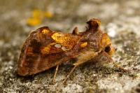 Chrysodeixis chalcites