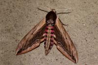 Sphinx ligustri
