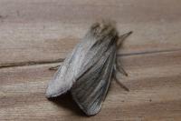 Sesamia nonagrioides