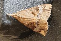 Hypena obsitalis
