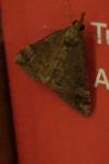 Hypena obsitalis