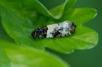 Gypsonoma sociana