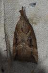 Hypena rostralis