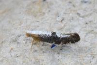 Argyresthia spinosella