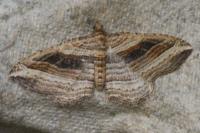 Costaconvexa polygrammata
