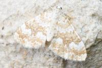 Perizoma flavofasciata