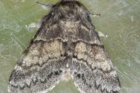 Gluphisia crenata