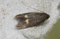 Borkhausenia minutella