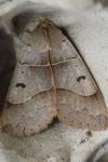 Minucia lunaris