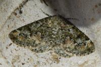 Cleorodes lichenaria