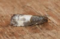 Notocelia cynosbatella
