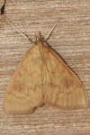 Ostrinia nubilalis/scapulalis